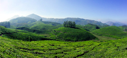Chikmagalur - Sakleshpur - Coorg - Ooty - Munnar Tour Package