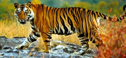 Sakleshpur - Mysore - Bandipur National Park Tour Package
