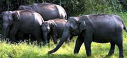 Chikmagalur - Sakleshpur - Coorg - Ooty - Mysore Tour Package